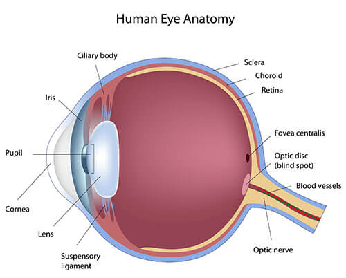 Human Eye Anatomy Diagram